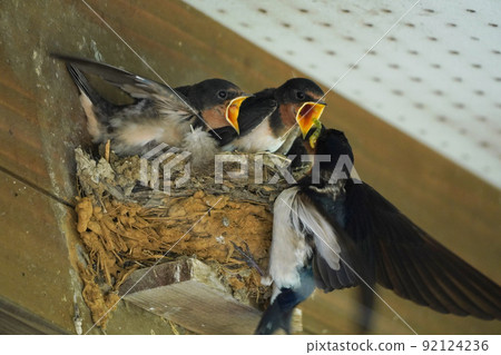 The moment when a baby swallow, which is not much different in size from its parent, receives food The moment when a baby swallow, which is not much different in size from its parent, receives food 92124236