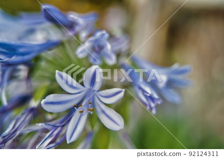 Flowers 92124311