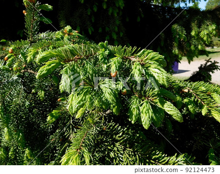 Finland Helsinki spruce spruce 92124473