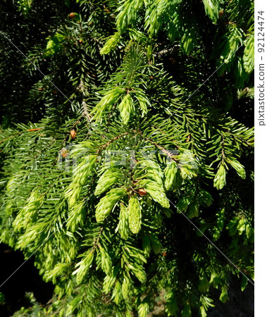 Finland Helsinki spruce spruce 92124474