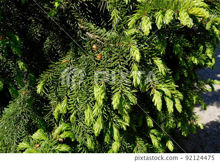 芬蘭赫爾辛基雲杉 芬蘭赫爾辛基雲杉 92124475