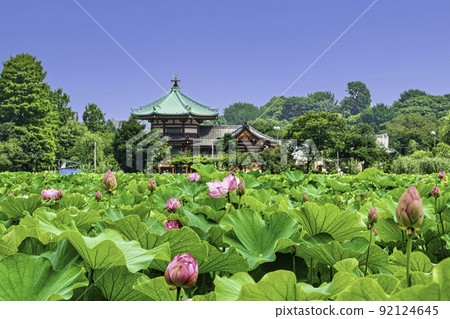 Tokyo Ueno Park Shinobazu Pond lotus flower 92124645