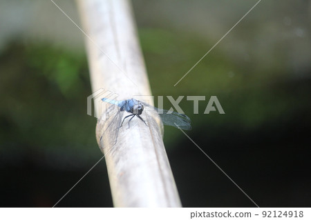 Coconut shell Coconut shell 92124918