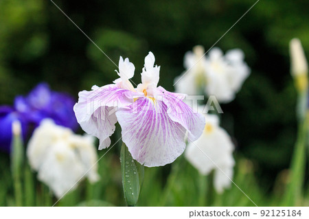 北海道苫小牧市，晨露滴落的錦大沼花菖蒲花園的花菖蒲[7月] 92125184