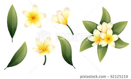 Set of yellow plumeria flowers and green leaves on an isolated background. Tropical frangipani flower elements for decoration, stickers, design, etc Set of yellow plumeria flowers and green leaves on an isolated background. Tropical frangipani flower elements for decoration, stickers, design, etc 92125219