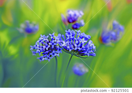 令人耳目一新的藍色 asperula 令人耳目一新的藍色 asperula 92125501
