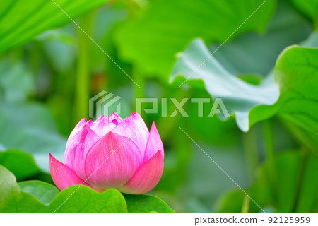 Ueno Park Shinobazu Pond Lotus Flower Ueno Park Shinobazu Pond Lotus Flower 92125959