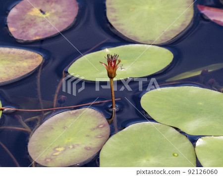 水面上的水盾花 92126060