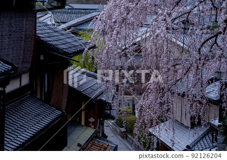 春天在京都市東山G園區白川市開櫻花 92126204