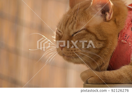Tea tabby cat relaxing on the veranda Tea tabby cat relaxing on the veranda 92126276