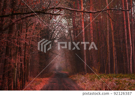 Mystical magic fall  forest.  92126387