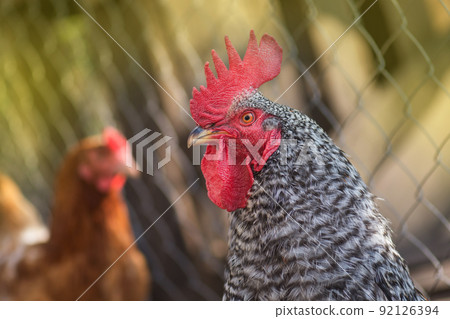 Speckled chicken portrait.  92126394