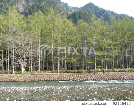 鮮綠的上高地梓川和鮮綠的落葉松林 92126453