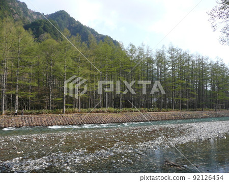 上高地梓川和新綠落葉松林 92126454