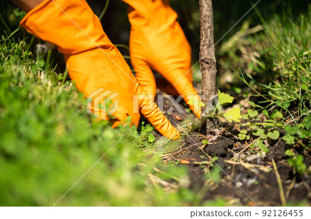 Hands touching ground near planted tree 92126455