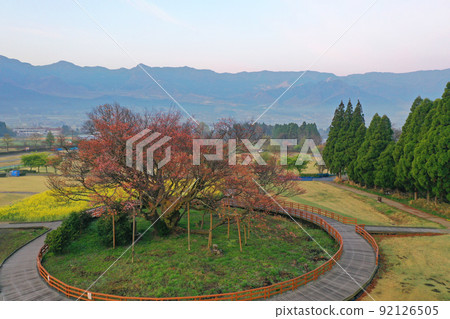 Aerial view of the big cherry blossoms in Minamiaso village before dawn 92126505