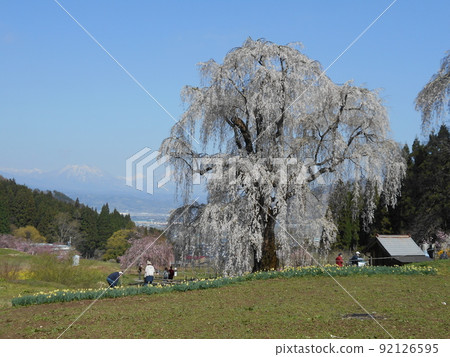 Underwater weeping cherry blossoms in Takayama Village, Nagano Prefecture Underwater weeping cherry blossoms in Takayama Village, Nagano Prefecture 92126595