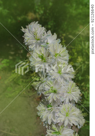 Delphinium flowers plant growth in organic greenhouse garden. 92126640