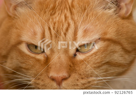 嚴肅的臉貓 92126765