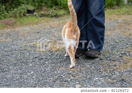 A brown-white cat that approaches your feet A brown-white cat that approaches your feet 92126872