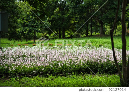 Umami Hill Park (early summer, white flowers) 92127014