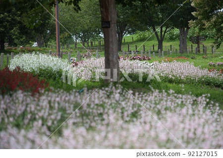 Umami Hill Park (early summer, white flowers) 92127015