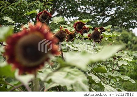 鮮味山公園(初夏紅向日葵模糊) 鮮味山公園(初夏紅向日葵模糊) 92127018