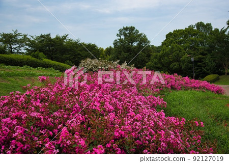 鮮味山公園（初夏，小紅花） 92127019