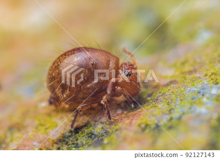Globular springtail Dicyrtomina ornata or fusca in very close view Globular springtail Dicyrtomina ornata or fusca in very close view 92127143