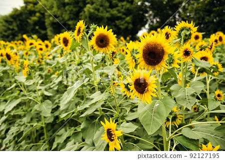 Umami Hill Park (early summer, many yellow sunflowers) 92127195