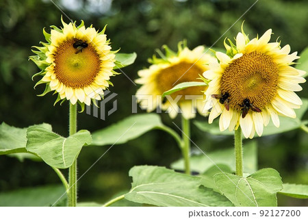 Umami Hill Park (early summer, white, yellow, sunflower) 92127200