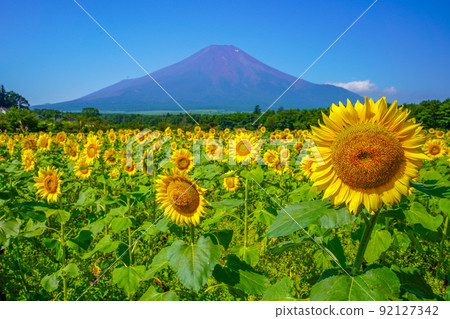 向日葵富士山 92127342