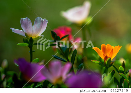 Colorful Portulaca 92127349