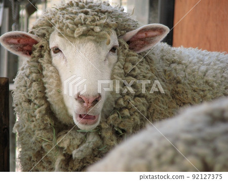 A sheep 92127375