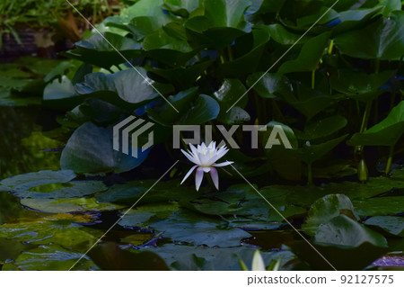 Lotus flower Lotus flower 92127575