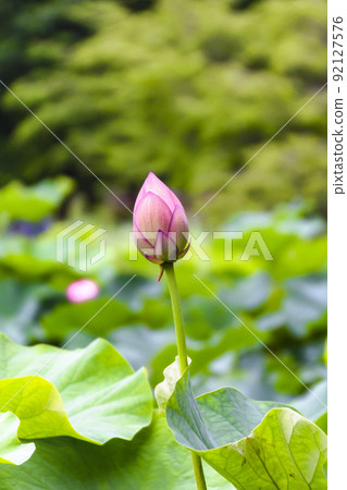 Bud of lotus Bud of lotus 92127576