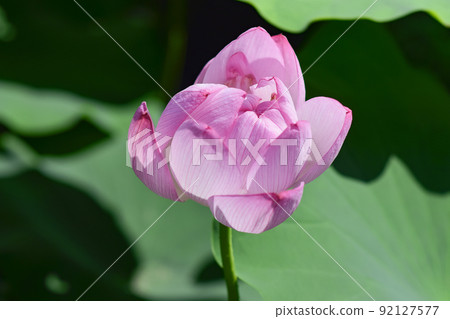 Lotus flower Lotus flower 92127577