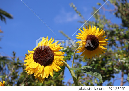 A landscape taken by blurring the blue sky and green trees and focusing on the sunflower flowers with yellow petals on two wheels 92127661
