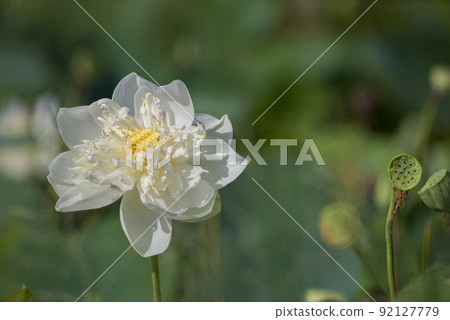 Nature photo: Lotus flowers. This is beautifull flowers.  92127779