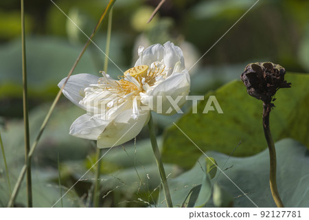 Nature photo: Lotus flowers. This is beautifull flowers.  92127781