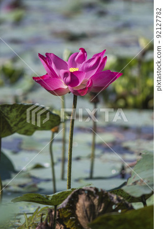 Nature photo: Lotus flowers. This is beautifull flowers.  92127782