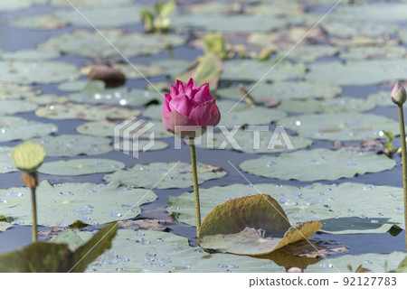 Nature photo: Lotus flowers. This is beautifull flowers. Nature photo: Lotus flowers. This is beautifull flowers. 92127783