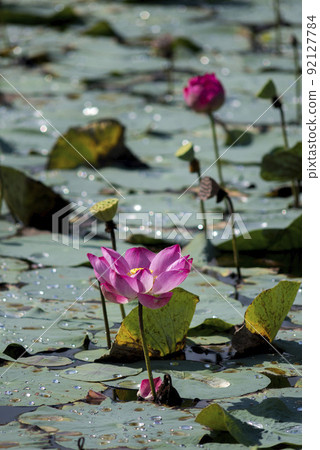 Nature photo: Lotus flowers. This is beautifull flowers. Nature photo: Lotus flowers. This is beautifull flowers. 92127784