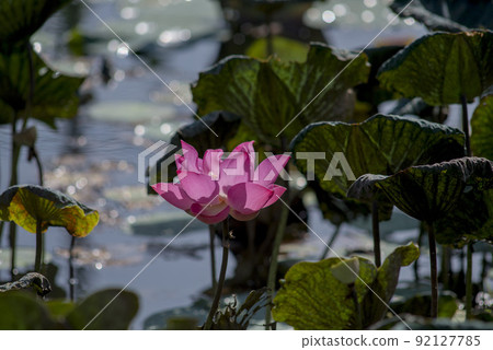 Nature photo: Lotus flowers. This is beautifull flowers. Nature photo: Lotus flowers. This is beautifull flowers. 92127785