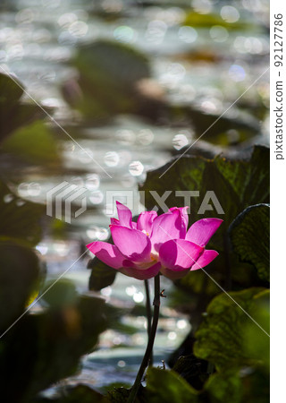 Nature photo: Lotus flowers. This is beautifull flowers. Nature photo: Lotus flowers. This is beautifull flowers. 92127786