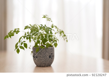 A small foliage plant in a Japanese-style flowerpot placed on a table by the window A small foliage plant in a Japanese-style flowerpot placed on a table by the window 92128247
