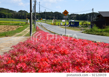Cluster amaryllis along the Hojo Railway in Kasai City, Hyogo Prefecture 92128439