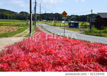 Cluster amaryllis along the Hojo Railway in Kasai City, Hyogo Prefecture 92128440
