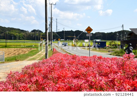Cluster amaryllis along the Hojo Railway in Kasai City, Hyogo Prefecture 92128441