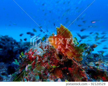 生活在奄美大島海的一群Hadakahaokoze 生活在奄美大島海的一群Hadakahaokoze 92128529